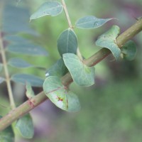 Senna auriculata (L.) Roxb.